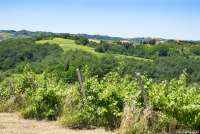 Bildet viser vinstokker i en vinåker i Toscana. Det er fra en  solrik dag i juni.