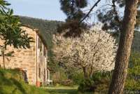 Bildet viser et typisk toskansk hus med et blomstrende kirsebærtre. Bildet er tatt i april.
