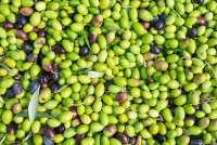 Bildet viser oliven rett etter plukking. Fra olivenhøsten i Toscana.