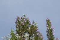 Bildet viser en rosmarinbusk i blomst. Det er sol og blå himmel. Bildet er tatt i Toscana i april