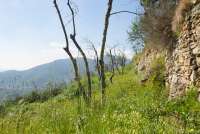 Bildet viser mur og blomstereng i en olivenlund i åssiden nært Pisa. Bildet er tatt en solfylt maidag.