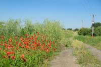 Bildet viser valmuer i blomst ved en av de mange landeveiene i Toscana.