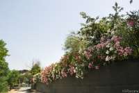 Bildet viser en blomstrende hekk på gangveien ned til stranda Spiaggia Verruca i Tirrenia.