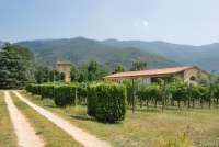 Bildet viser vingården Fattoria San Vito i Calci.