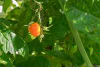 Bildet viser en tomat i sommersola.