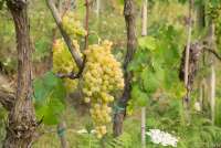 Bildet viser to store drueklaser med grønne druer som er nesten modne. Bildet er tatt i august.