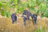 Bildet viser vinstokker med nesten modne vindruer. Disse befinner seg på en liten vinåker i åssiden ovenfor middelalderbyen Montemagno, like utenfor Pisa.