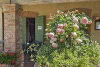 Frodige rosenbusker på terrassen til ferieboligen i Toscana. Foto.