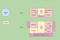 Skisse over ferieleilighetene på Volpaia. Leilighetene kan kombineres. Fleksible løsninger. 