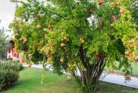 Granatepletre på eiendommen. Den gir frukter på vinteren. Melograno med moden frukt på vingården Podere Cenni utenfor San Miniato. Foto.