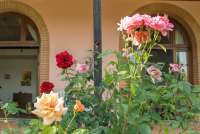 To av suitene med direkte utgang til egne uteplasser. Rosebusk med rosa og røde roser på vingården Podere Cenni utenfor San Miniato. Foto.