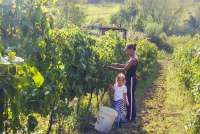 Fra innhøsting av vindruer på gården. Kvinne og barn som høster vindruer på Podere Cenni utenfor San Miniato. Foto.