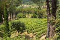 Velstelte vimarker på den store eiendommen. Foto av vinmarkene som tilhører vingården i Toscana. Her produseres druer til både røde og hvite viner, også rosèvin.