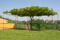 Bildet viser plen med pergola, vannpost og utsikt mot Lari. På feriebostedet La Pergola, ved landsby i Toscana.