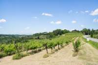 Foto fra vinmarker langs vinveien i Chianti. Sol og sommer i Toscana. 