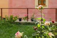 Roser og urter i hagen. Roser i hagen til ferieleiligheten i landsbyen Montemagno. Rosa feriehus med terracotta-tak. Bilde.