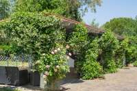 Bildet viser roseplanter i hagen til familievennlig feriehus i landsby i Toscana.