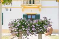 Bildet viser blomster under pergola på olivengård i Toscana.