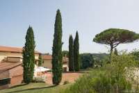 Bildet viser sypresser og pinjetre på vingård i Toscana nært Pisa og Firenze.