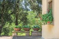 Bildet viser planter utenfor feriehus midt mellom Pisa og Firenze.
