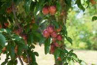 Bildet viser plommetre i hagen til feriehus midt mellom Pisa og Firenze.