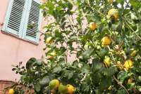 Bildet viser sitrontre utenfor ferieleiligheten Marianne midt i landsby ved Pisa.