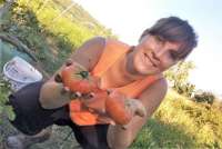 Bildet viser vinbonde med tomater på vingård ved Pisa.