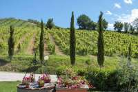 Bildet viser en vinåker. I forgrunnen ser man rosa blomster og pinjetrær.