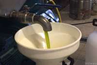 Bildet viser nypresset olivenolje som tappes i beholder på en olivenmølle.
